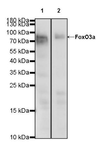 FoxO3a Recombinant Rabbit mAb (S-465-41)