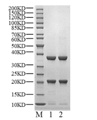 SKP1/SKP2 His&StrepII Tag Protein, Human