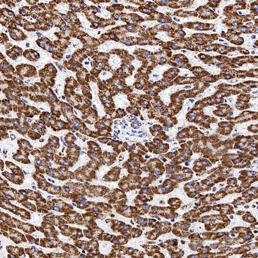 ATP5A Recombinant Rabbit mAb (S-1542-211)