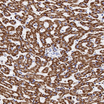 ATP5A Recombinant Rabbit mAb (S-1542-211)
