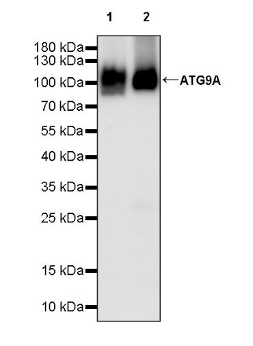 ATG9A Recombinant Rabbit mAb (S-1418-5)