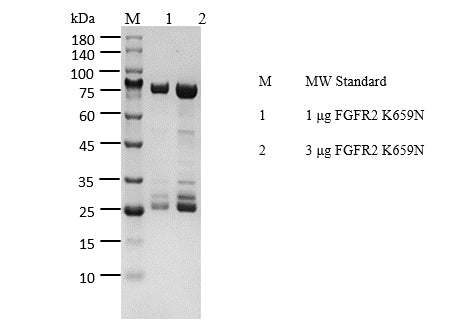FGFR2[K659N] Protein