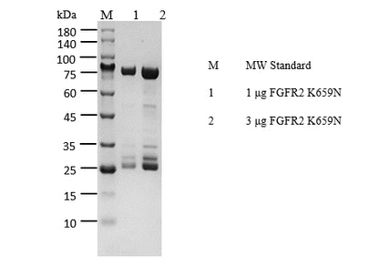 FGFR2[K659N] Protein