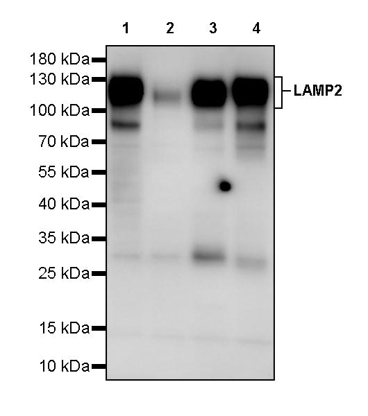 LAMP2 Rabbit Polyclonal Antibody