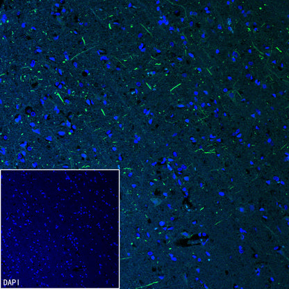 TFAM Recombinant Rabbit mAb