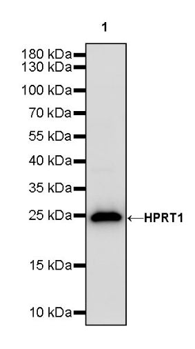 HPRT1 Rabbit Polyclonal Antibody
