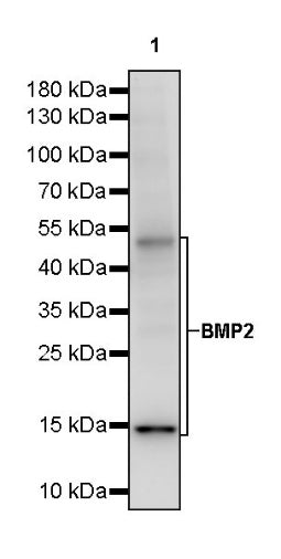 BMP2 Recombinant Rabbit mAb (S-2312-45)