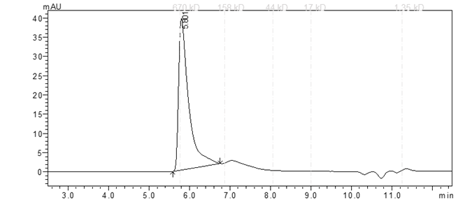 CDK1/CycE1 Protein