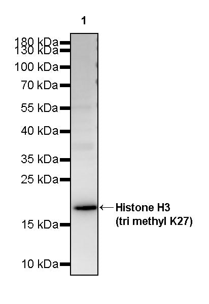 Histone H3 (tri methyl K27) Recombinant Rabbit mAb (S-4331)