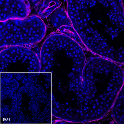 CD34 Recombinant Rabbit mAb (Alexa Fluor® 647 Conjugate) (S-051-68)
