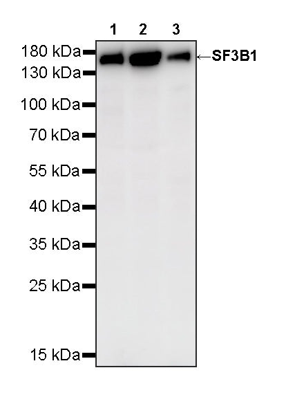 SF3B1 Rabbit Polyclonal Antibody