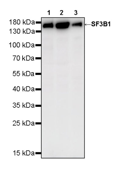 SF3B1 Rabbit Polyclonal Antibody