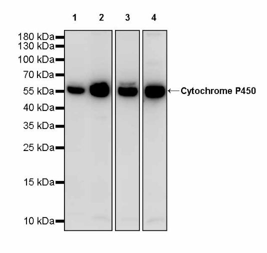Cytochrome P450 Recombinant Rabbit mAb (S-3162-29)