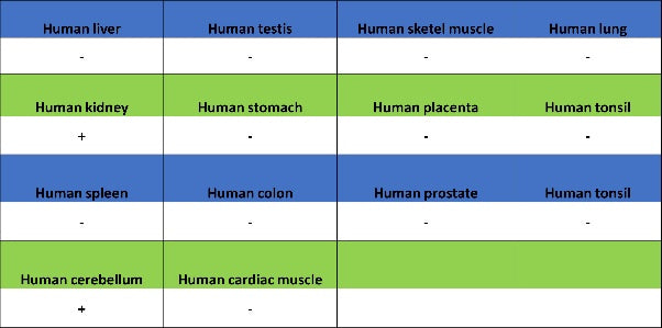 Parvalbumin Recombinant Rabbit mAb (S-1620-10)