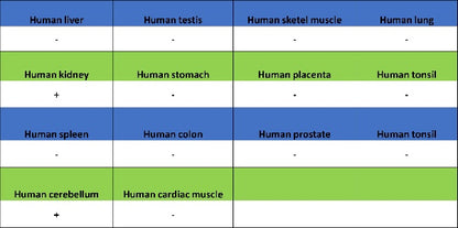 Parvalbumin Recombinant Rabbit mAb (S-1620-10)