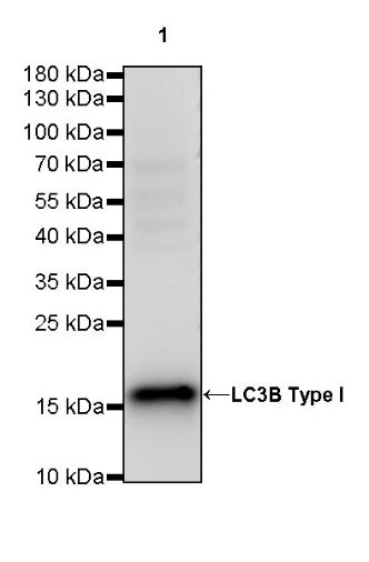 LC3B Recombinant Rabbit mAb (S-477-89)