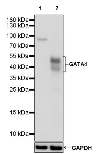 GATA4 Recombinant Rabbit mAb (S-1428-141)