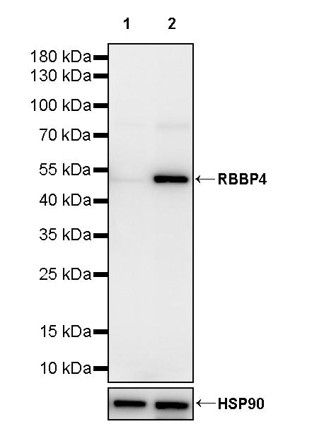 RBBP4 Rabbit Polyclonal Antibody