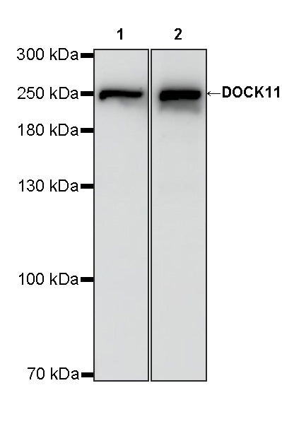DOCK11 Recombinant Rabbit mAb (S-4421-63)