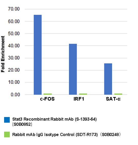 Stat3 Recombinant Rabbit mAb (S-1393-64)