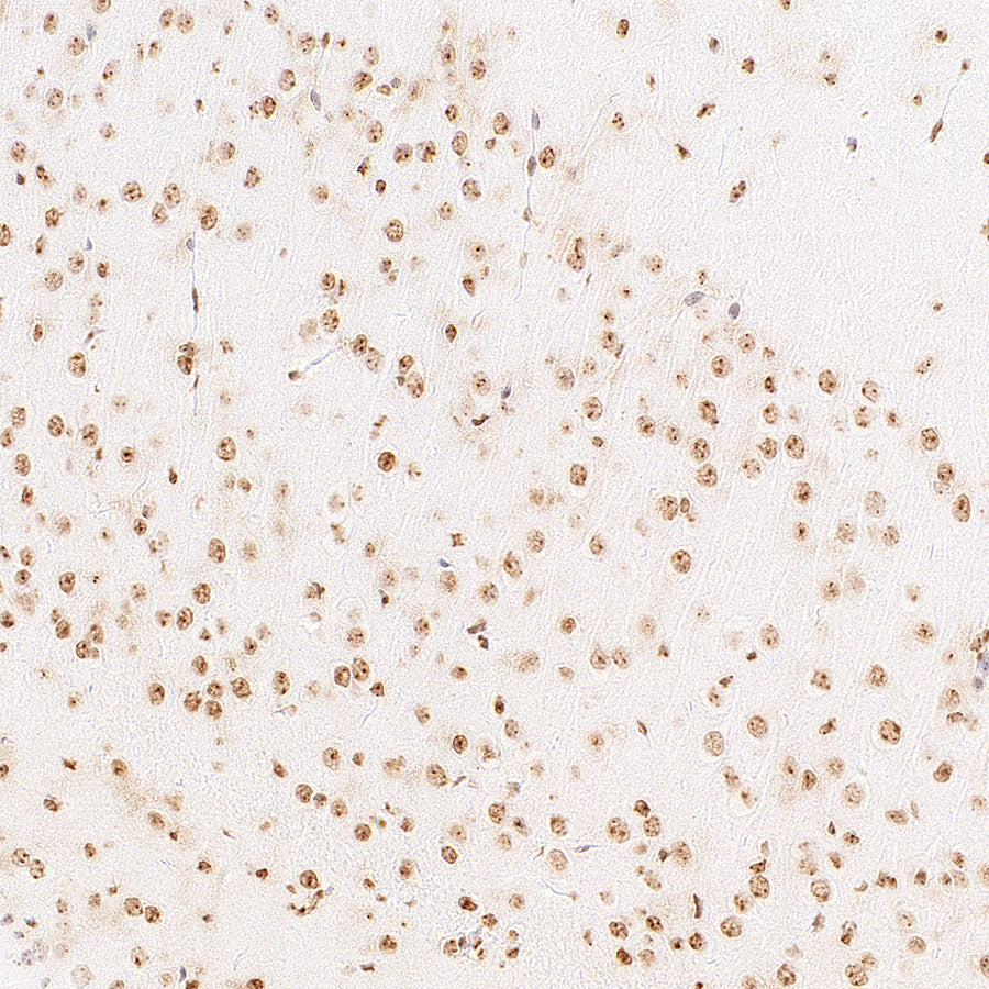 Anti-5-methylcytosine (5-mC) Recombinant Mouse mAb (S-3720)