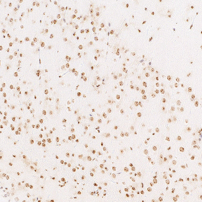 Anti-5-methylcytosine (5-mC) Recombinant Mouse mAb (S-3720)