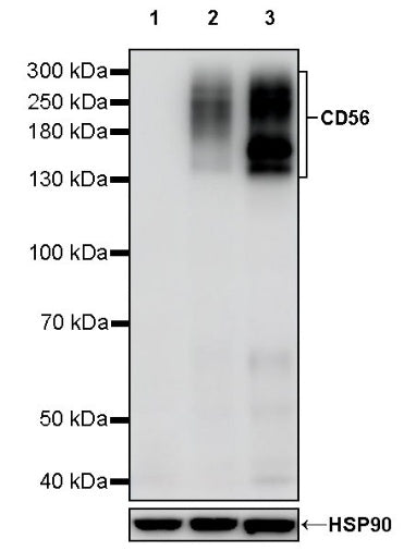CD56 Recombinant Rabbit mAb (SDT-2427-1)