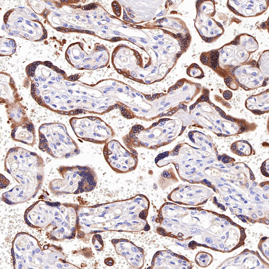 S-RMab® Bcl-2 Recombinant Rabbit mAb,PBS Only (SDT-R160)
