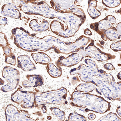 S-RMab® Bcl-2 Recombinant Rabbit mAb,PBS Only (SDT-R160)