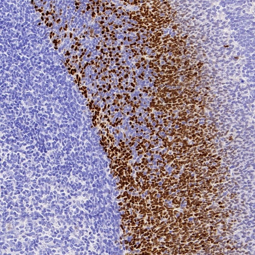 TBR2/Eomes Recombinant Rabbit mAb (SDT-1101-231)