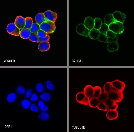 B7-H3 Recombinant Rabbit mAb (SDT-249-26)