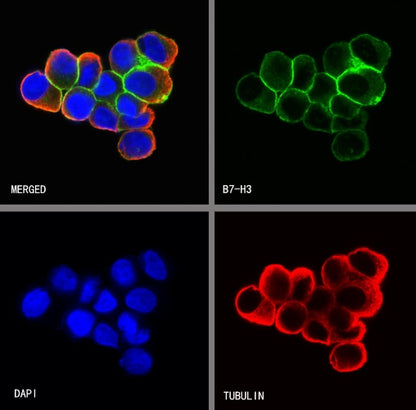 B7-H3 Recombinant Rabbit mAb (SDT-249-26)