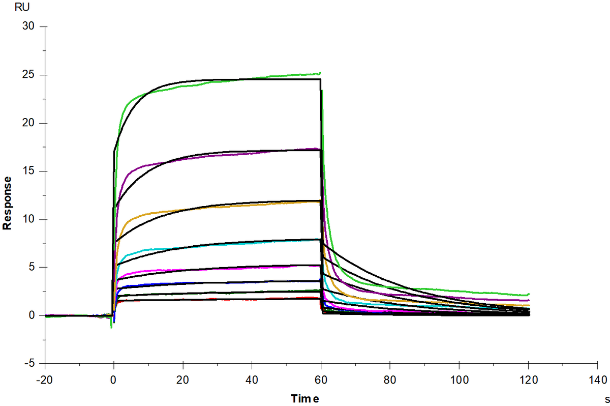 Interferon alpha/beta receptor 1 Fc Chimera Protein, Human