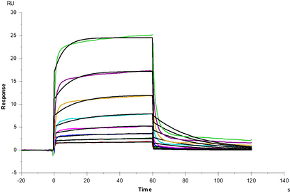 Interferon alpha/beta receptor 1 Fc Chimera Protein, Human