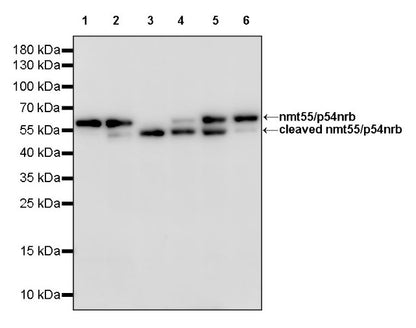 nmt55/p54nrb Recombinant Rabbit mAb (S-1745-48)
