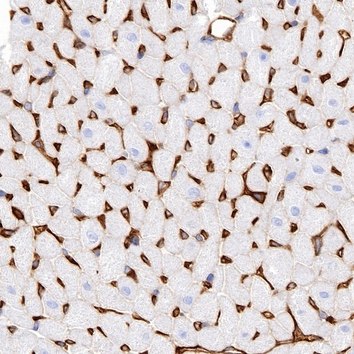 Paxillin Recombinant Rabbit mAb (S-619-12)