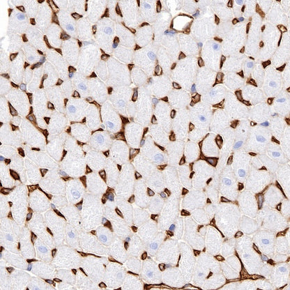 Paxillin Recombinant Rabbit mAb (S-619-12)