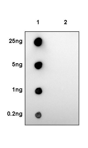 Phospho-Tuberin (T1462) Recombinant Rabbit mAb (S-987-126)