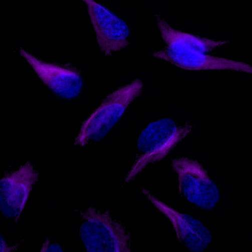 Vimentin Recombinant Rabbit mAb (Alexa Fluor® 700 Conjugate) (S-029-20)