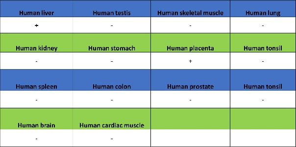 STEAP3 Recombinant Rabbit mAb (S-4466-26)