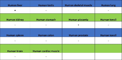 STEAP3 Recombinant Rabbit mAb (S-4466-26)