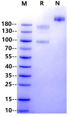 Biotinylated Integrin alpha V&beta 8(ITGAV&ITGB8) His,Avi Tag&Tag Free Protein, Human