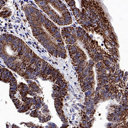 Fumarate hydratase Rabbit Polyclonal Antibody