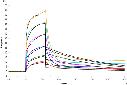 RNF43 mFc Chimera Protein, Mouse
