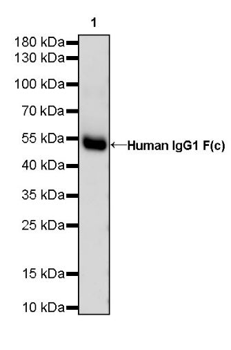 Human IgG1 F(c) Mouse mAb (HRP Conjugate) (S-448-1)