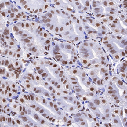 RNA polymerase II CTD repeat YSPTSPS (phosphor S2) Recombinant Rat mAb (S-R199)