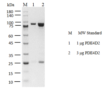 PDE4D2 GST Tag Protein, Human