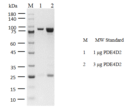 PDE4D2 GST Tag Protein, Human