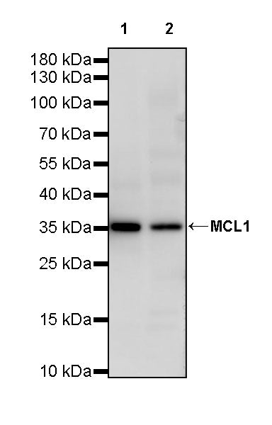 MCL1 Recombinant Rabbit mAb (S-2640-208)