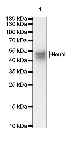 NeuN Recombinant Rabbit mAb (S-392-1)